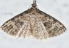 Alucita hexadactyla